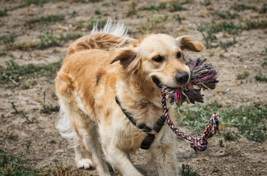  Unique DIY Toys Pets Will Absolutely Love