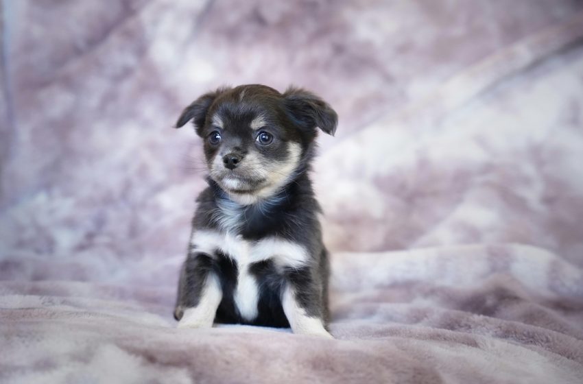  How To Introduce A New Pet To Your Home Seamlessly