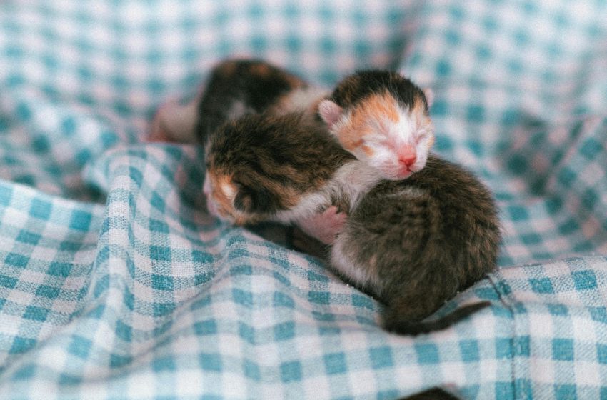  The Ultimate Checklist For New Pet Owners