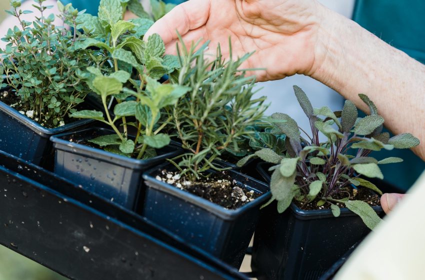  How To Start A Small Herb Garden At Home