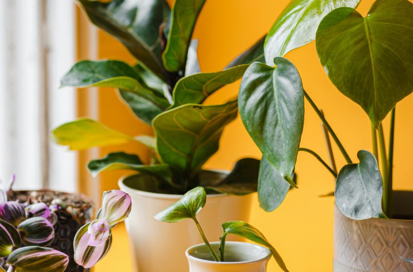  Top 5 Indoor Plants To Brighten Your Space