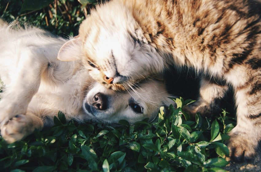  Essential Tips for Keeping Your Pet Healthy And Happy